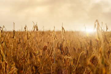 Ready for harvest ripe Soy pods on stem in the fields closeup view against sunlight summer time