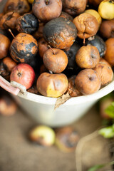 Rotten apples in a white plastic bucket