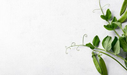 pea sprouts with pods on white background, top view, copy space