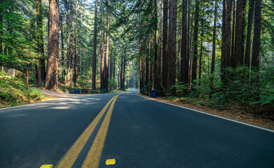Obraz premium The sun's rays shine through tall sequoias overlooking the old Redwood Highway, which is just off the coast in northern California.