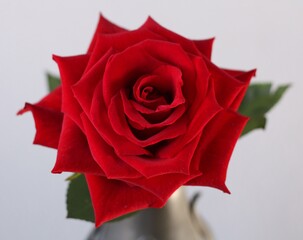 赤薔薇