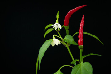 Red hot chili pepper twig with flowers and leaves isolated on a black background.