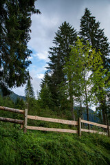 landscape with fence and trees