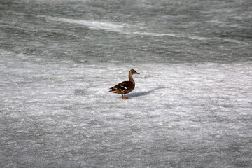 Lone duck on early spring cold ice