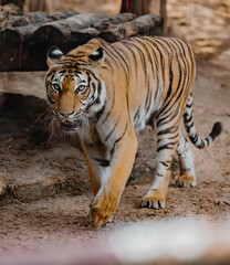 Fototapeta na wymiar the tiger imposingly walking in the zoo