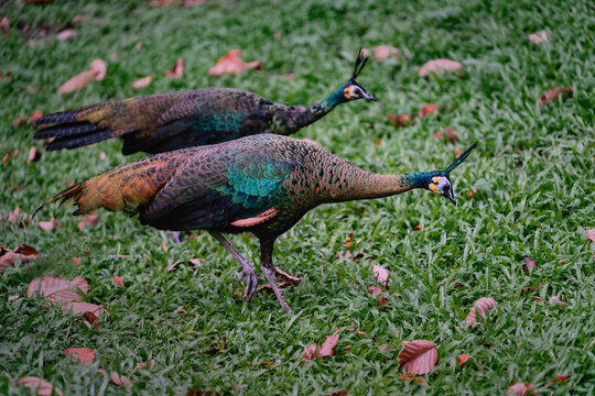 Female peacock walking on green grass in zoo park