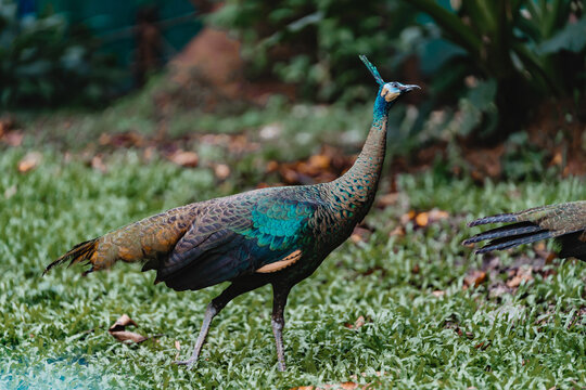 Female peacock walking on green grass in zoo park