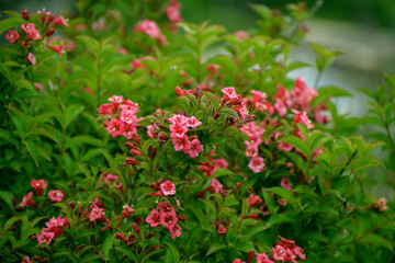Beautiful pink flowers at sunny day. Selective focus with shallow depth of field.