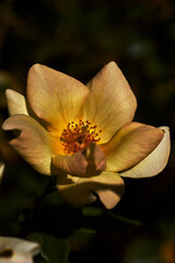 Close-up of a beautiful rosehip, with delicate yellow petals and red pistil