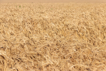 Field of ripe golden wheat close-up