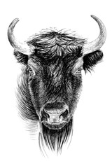 Hand drawn bison portrait, sketch graphics monochrome illustration © byrdyak