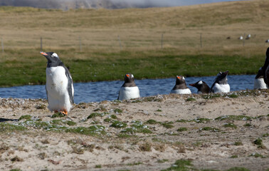 Gentoo Penguins (Pygoscelis papua), Westpoint Island, Falkland Islands.	
