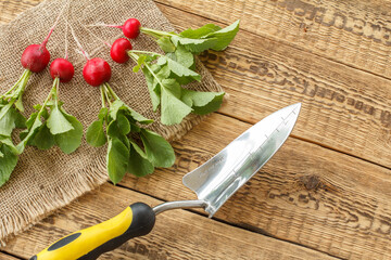 Ripe red radishes with garden tools on sackcloth and wooden boards.