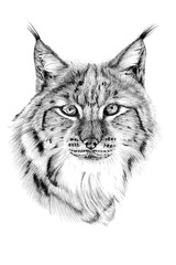 Hand drawn lynx portrait, sketch graphics monochrome illustration © byrdyak