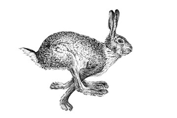 Hand drawn hare, sketch graphics monochrome illustration © byrdyak