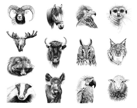 Hand drawn portraits of thirteen animals, sketch graphics monochrome illustration