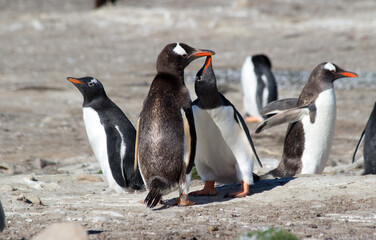 Obraz premium Gentoo Penguins (Pygoscelis papua) - feeding, Westpoint Island, Falkland Islands. 
