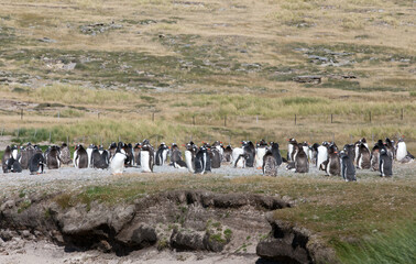 Gentoo Penguins (Pygoscelis papua) - during a Catastrophic Molt, Westpoint Island, Falkland Islands.	