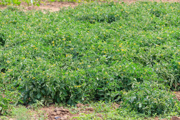 Fototapeta na wymiar Green tomato plants growing on agricultural field