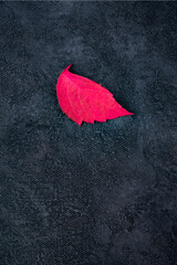 A red autumn leaf on a black background, an abstract fall design template with a place for text, vertical poster