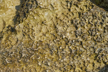 the beautiful & lovely corals found in abundance at one of the islands of the Andaman group of islands.