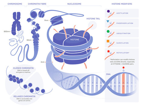 Epigenetics Illustration - Technical