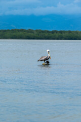 Beautiful and gratefully view of the Seagull and seabirds in the ocean