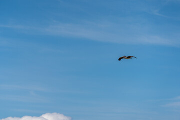 Beautiful and gratefully view of the Seagull and seabirds in the ocean