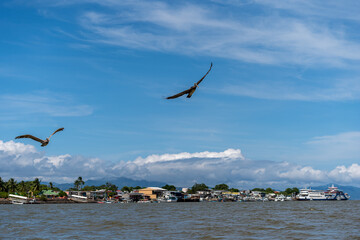 Beautiful and gratefully view of the Seagull and seabirds in the ocean