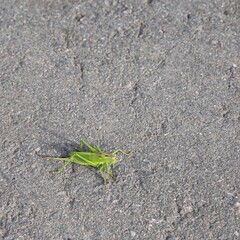 Locust insect on the asphalt.