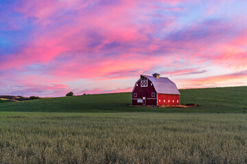 Red barn in wheat field with pink sky at sunset in Washington state © Don