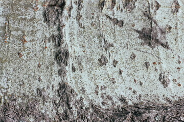 Cuts and overgrown scars on the bark of an old aspen tree. Texture of woody gray bark. The concept of skin regeneration, healing of scars on the skin