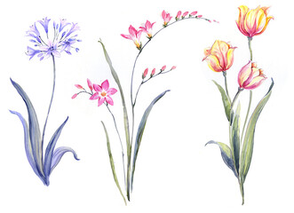 Flowers watercolor illustration.Manual composition.Big Set watercolor elements. - 377817690