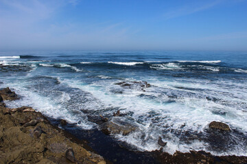 Fototapeta na wymiar Pacific Coast Sea Lion Seal Beach La Jolla California