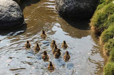 Baby Ducklings on Bridge and in Pond