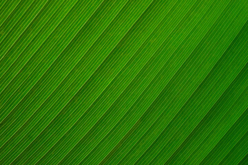 Close-up of Green leaf nature texture abstract background. Detail of foliage pattern structure macro of plant.