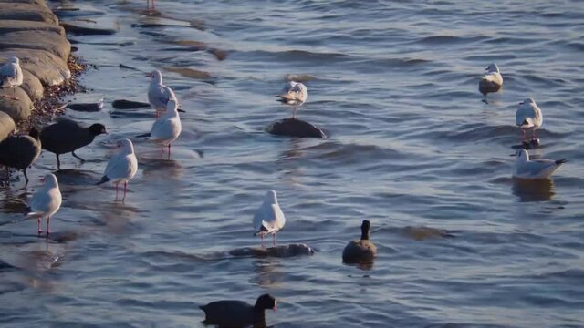 Beautiful Seagulls and Canvasback ducks by the shoreline - slow motion