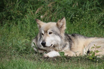 Calm Loki, Yamnuska Wolfdog Sanctuary, Cochrane, Alberta