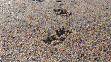 Fototapeta na wymiar Large dog prints in the sand