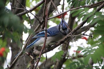 Blue Jay In The Tree, Edmonton, Alberta