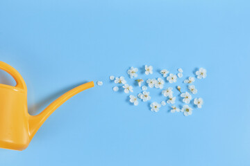 Watering flower from yellow watering can on blue background. Creative concept of growth or springtime. Flat lay.
