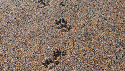 Large dog prints in the sand