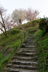 山の斜面の階段の上に咲く桜