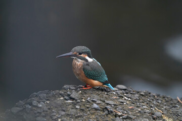 Fototapeta premium common kingfisher on rock