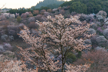 朝の光で花びらが輝いている桜