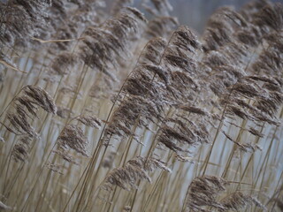 Lake reeds in autumn.