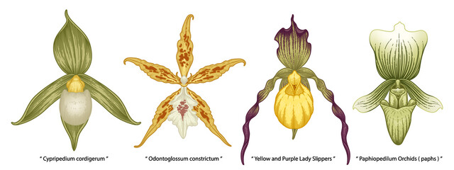 Hand drawn orchid flowers illustration isolated on a white background. © b.illustrations