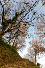 階段のある斜面に咲く桜