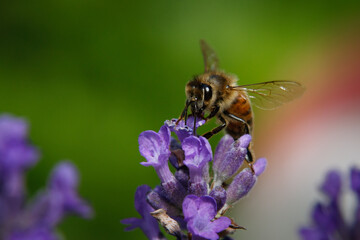 close up macro of a bee pollinating a purple flower