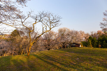 山間部で咲く桜と幹の影